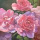 a painting of 3 pink roses